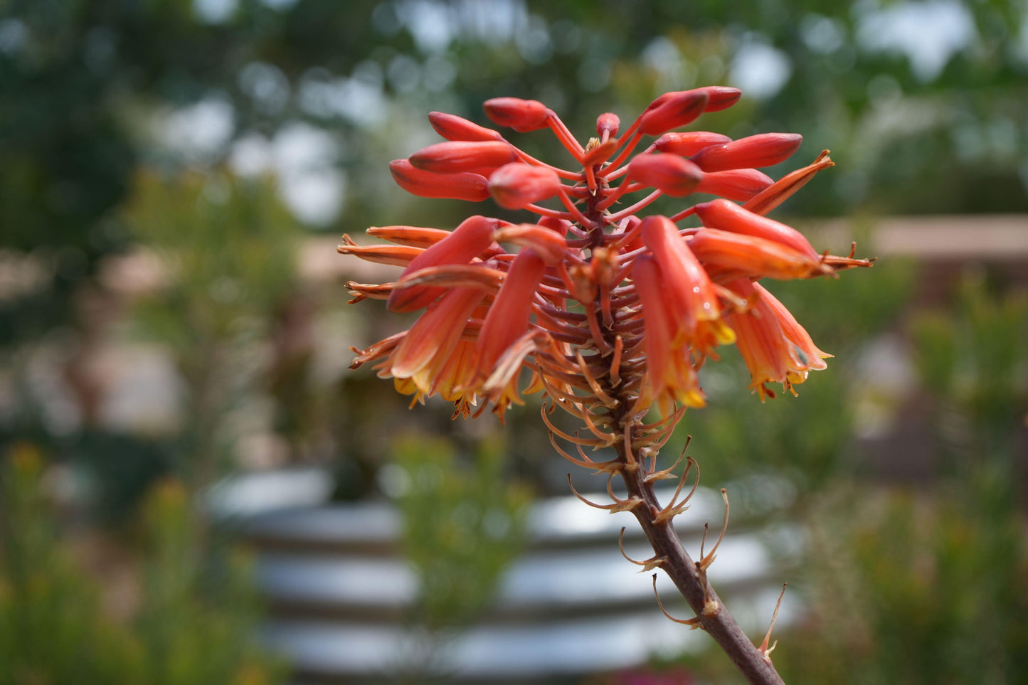 Aloe 'Rooikappie': A Fiery Little Gem, Red Flower Succulent