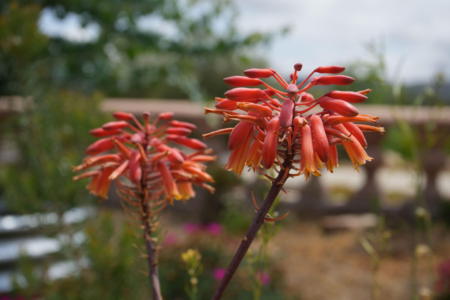 Aloe 'Rooikappie': A Fiery Little Gem, Red Flower Succulent