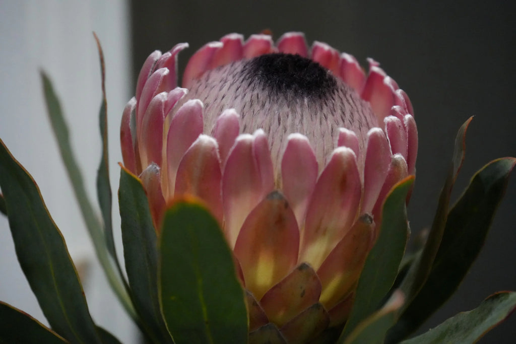 Close-up of blooming Protea Susara flower with pink petals and green leaves