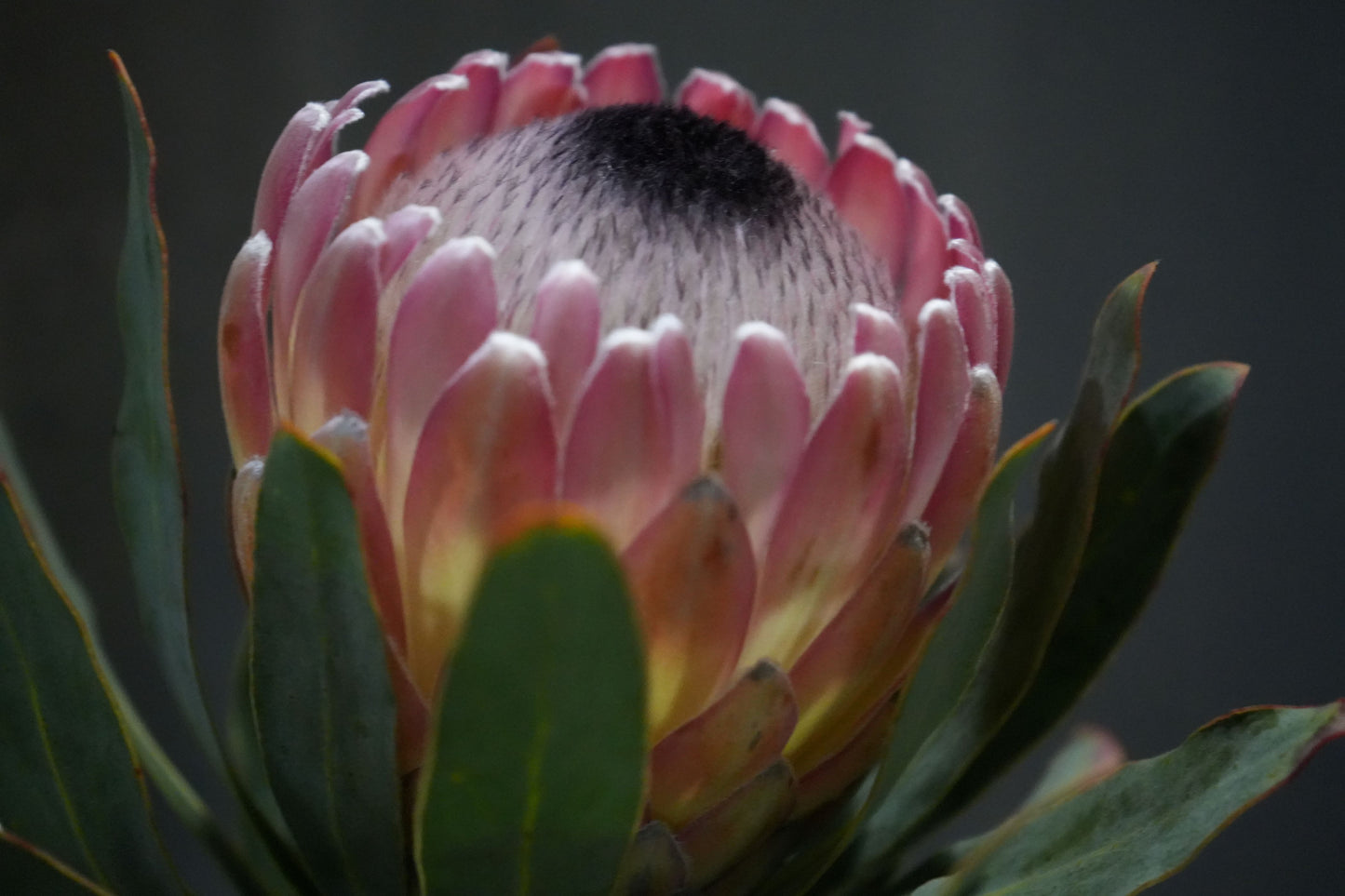 Protea 'Susara': Compact, Heavy-Bloomiing Cherry-Pink Protea Shrub