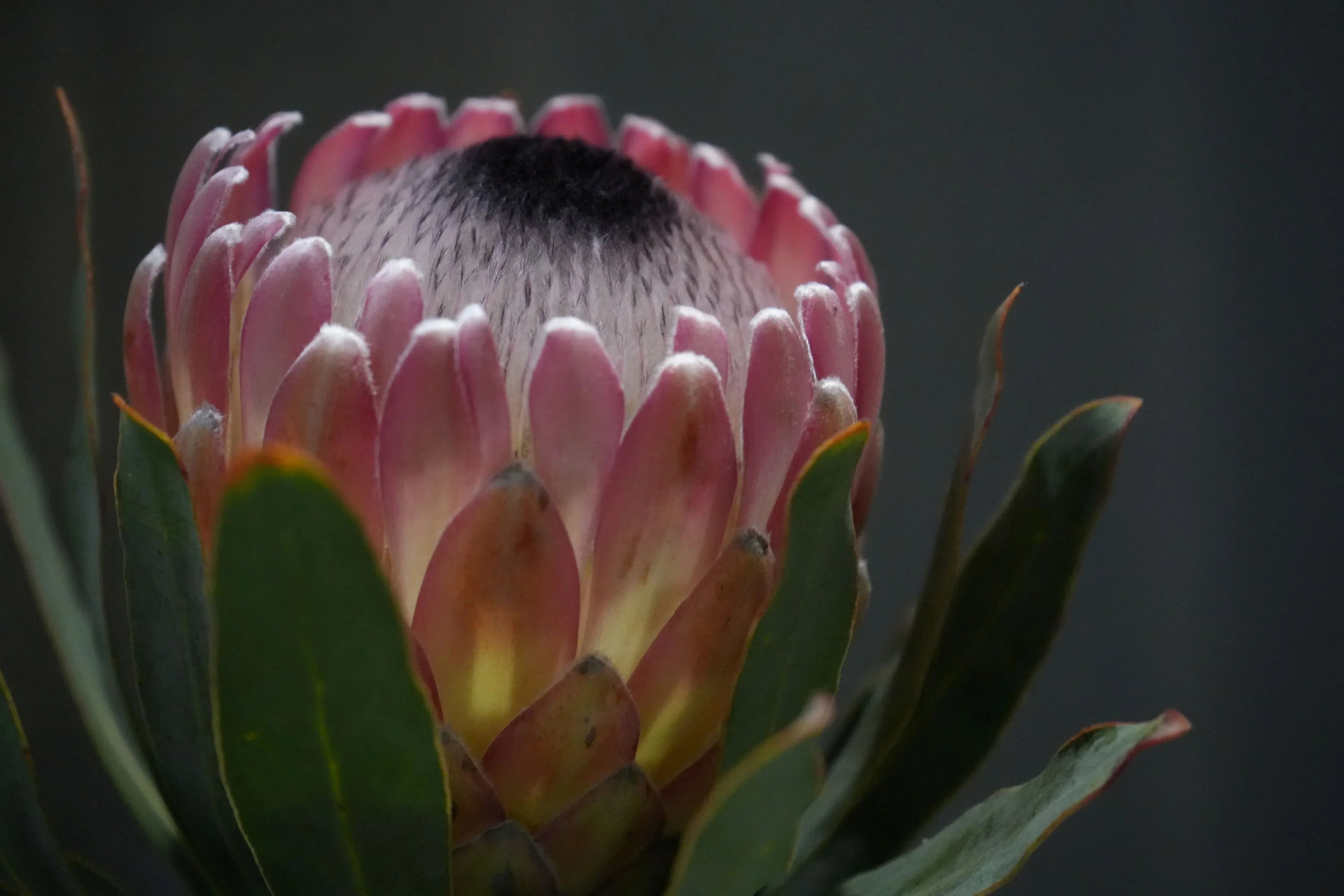 Close-up of pink Protea Susara flower with green leaves and soft lighting