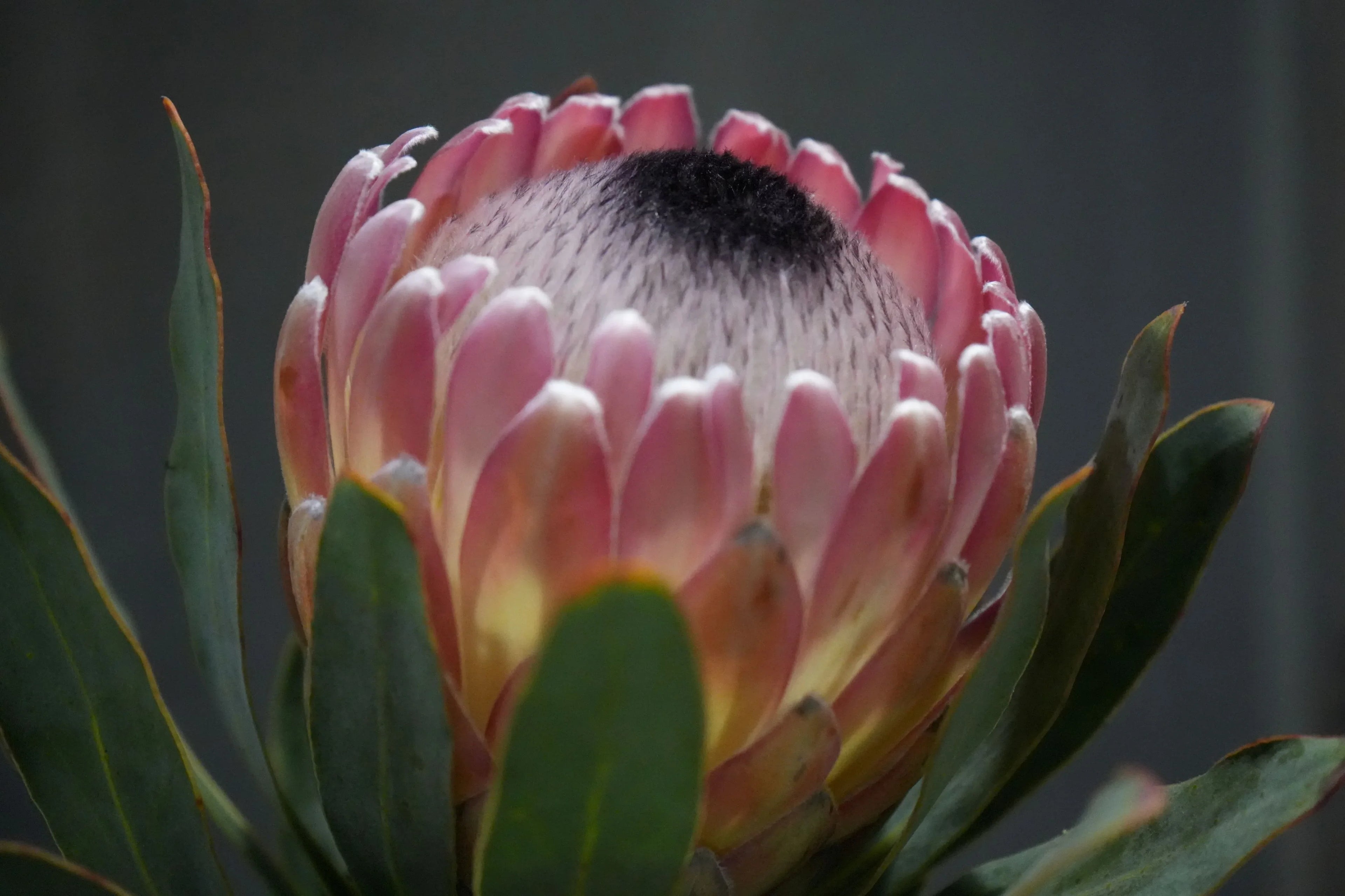 Close-up of pink Protea Susara flower with green leaves