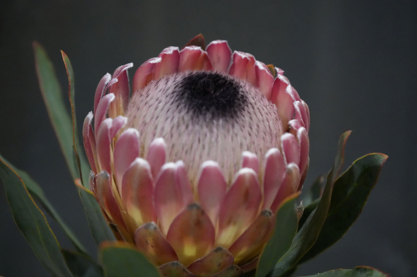Protea 'Susara': Compact, Heavy-Bloomiing Cherry-Pink Protea Shrub
