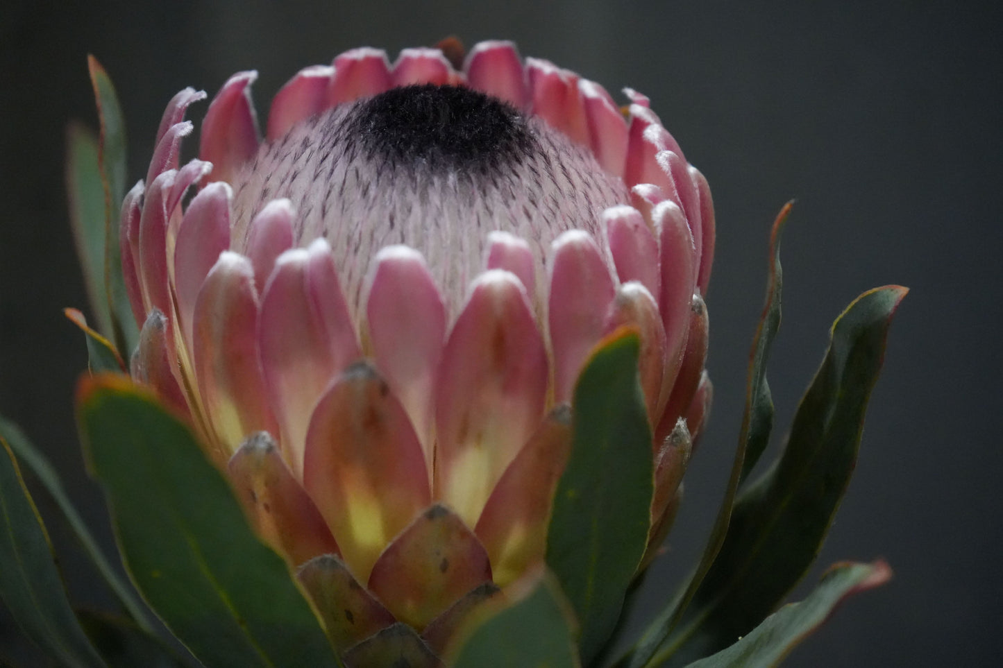 Protea 'Susara': Compact, Heavy-Bloomiing Cherry-Pink Protea Shrub