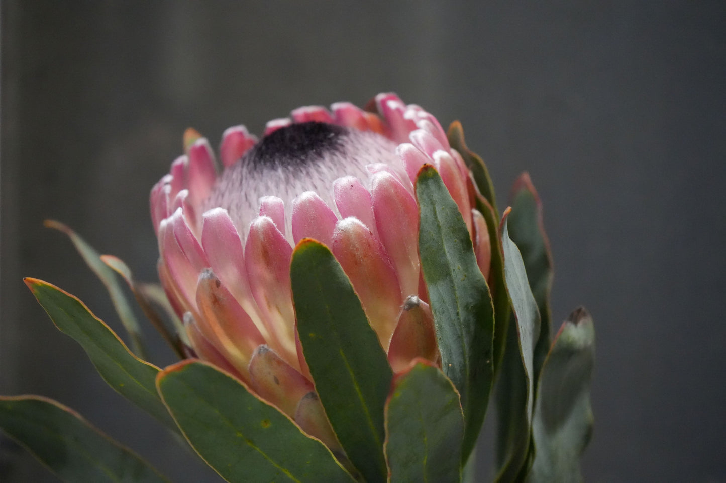 Protea 'Susara': Compact, Heavy-Bloomiing Cherry-Pink Protea Shrub
