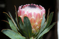 Close-up of blooming pink Protea Susara flower with green leaves