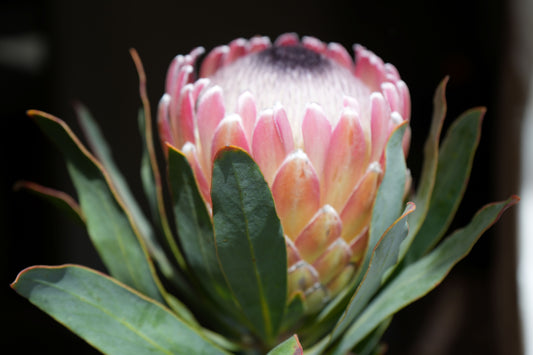 Protea 'Susara': Compact, Heavy-Bloomiing Cherry-Pink Protea Shrub