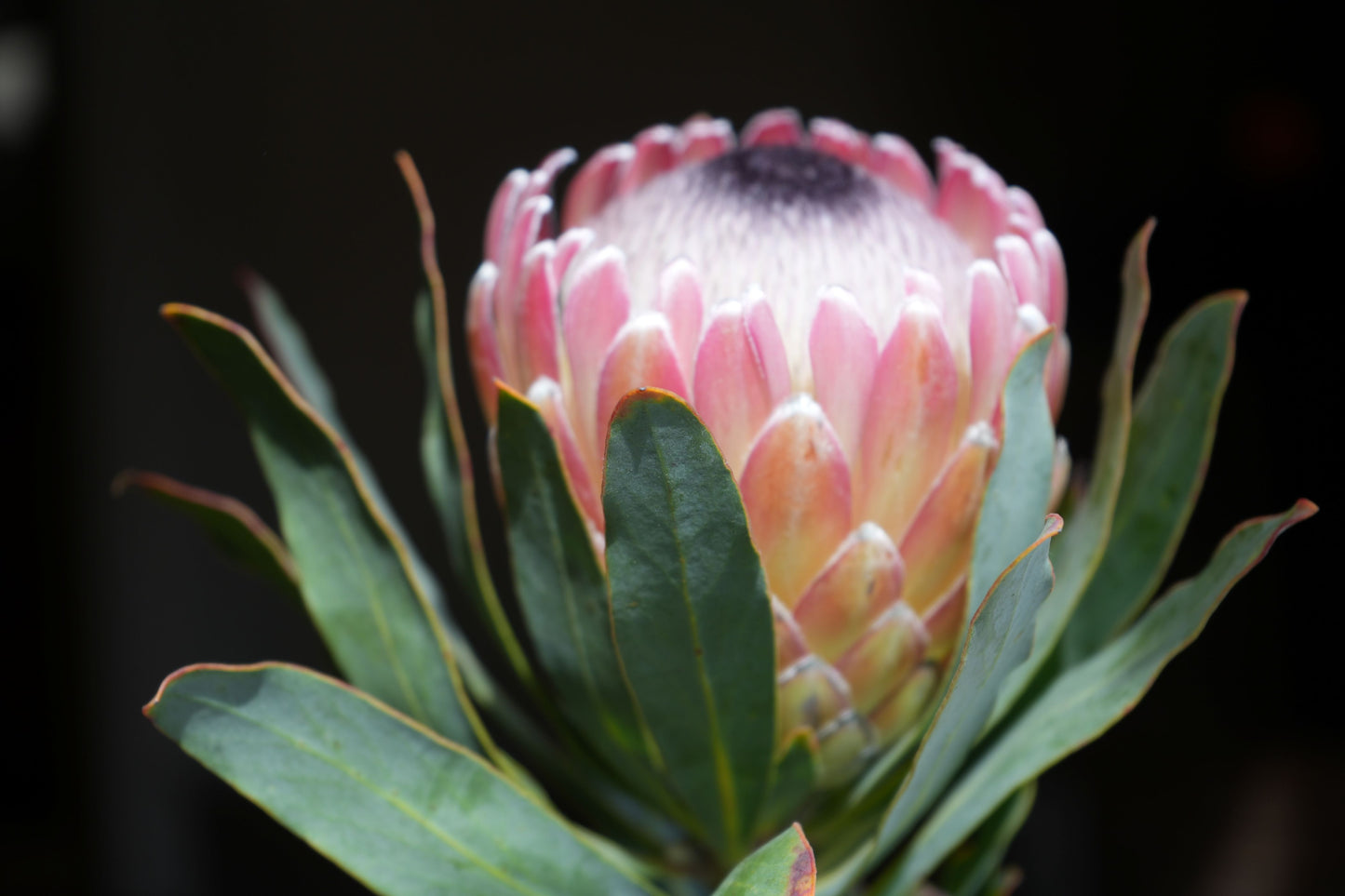 Protea 'Susara': Compact, Heavy-Bloomiing Cherry-Pink Protea Shrub