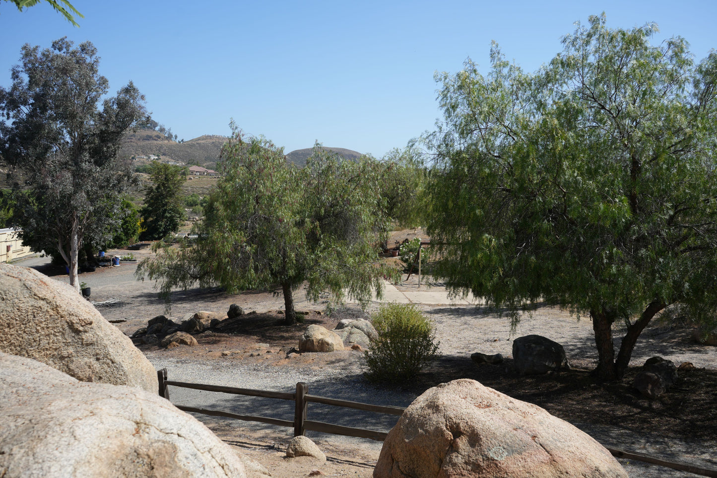 Schinus molle (Peruvian Pepper Tree): A Drought-Tolerant Shade Provider