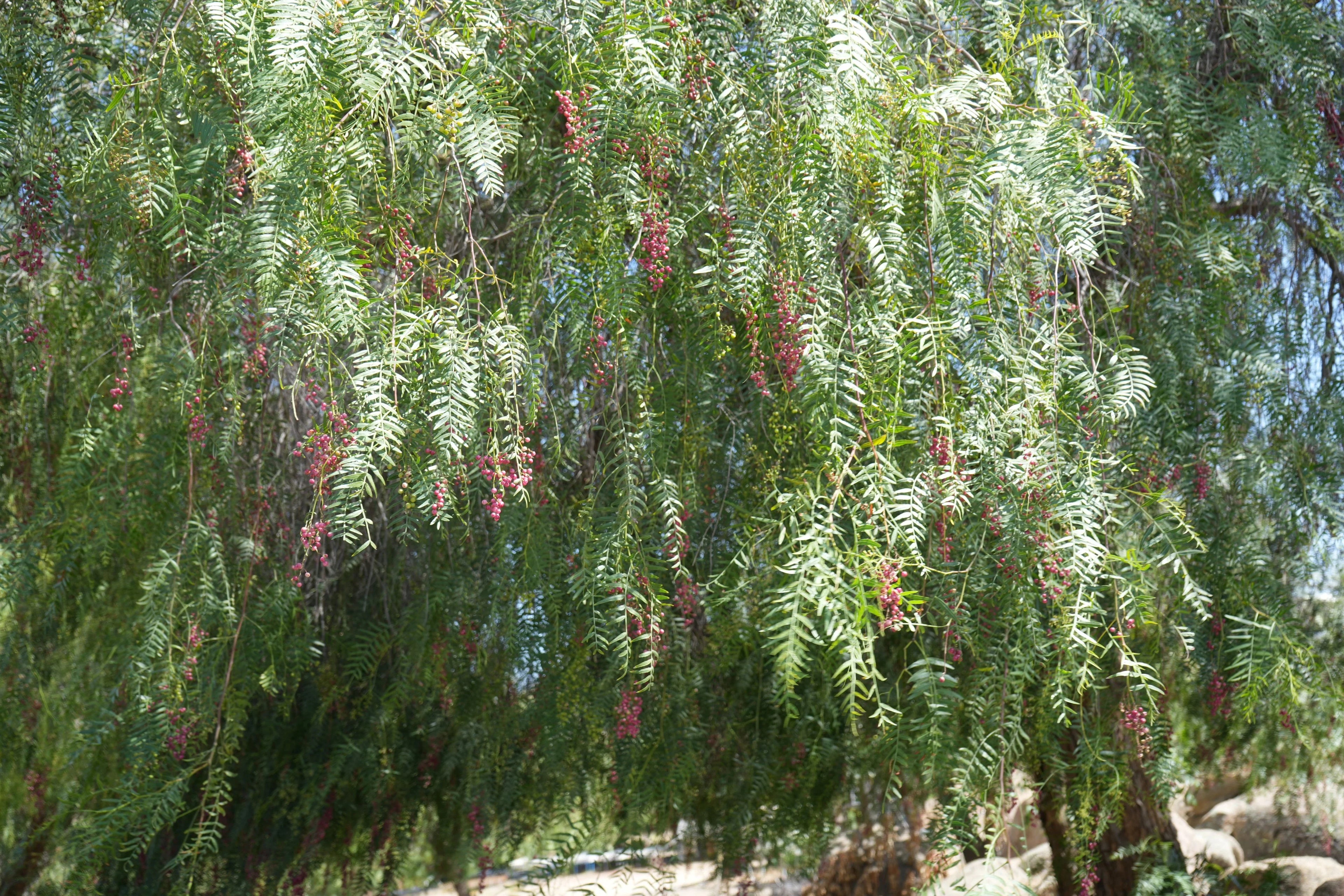 Peppercorn tree with long green leaves and clusters of pink peppercorns outdoors