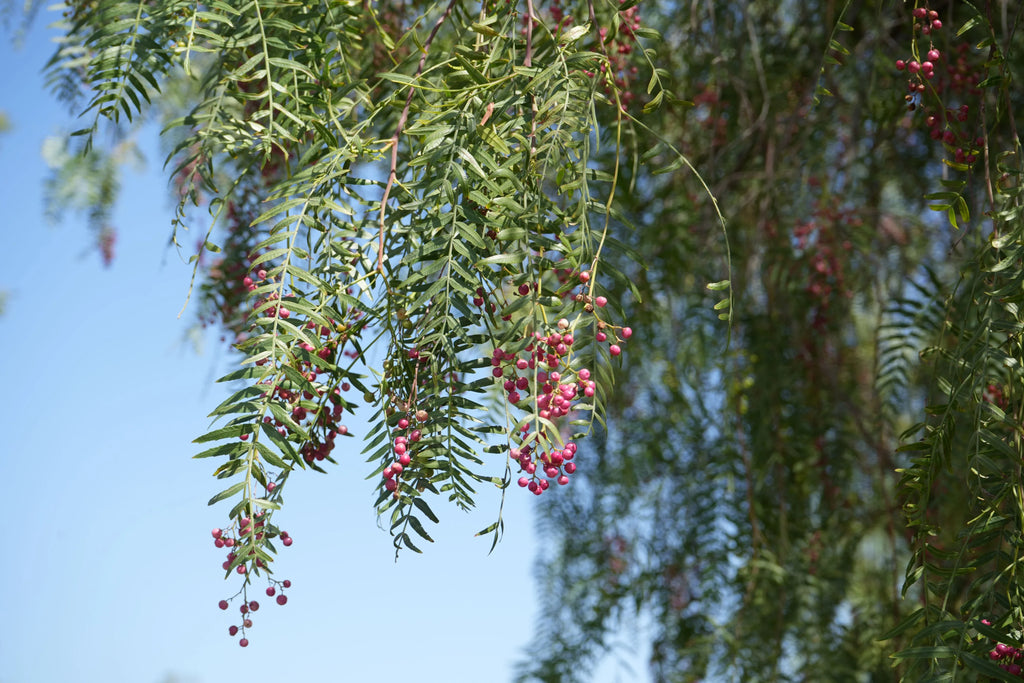 peppercorn tree branches with clusters of pink berries and feathery green leaves outdoors