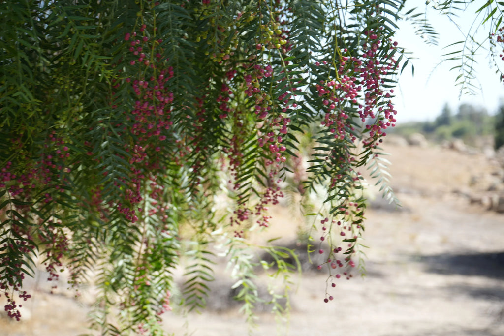 Peppercorn tree branches with green leaves and clusters of pink pepper berries outdoors