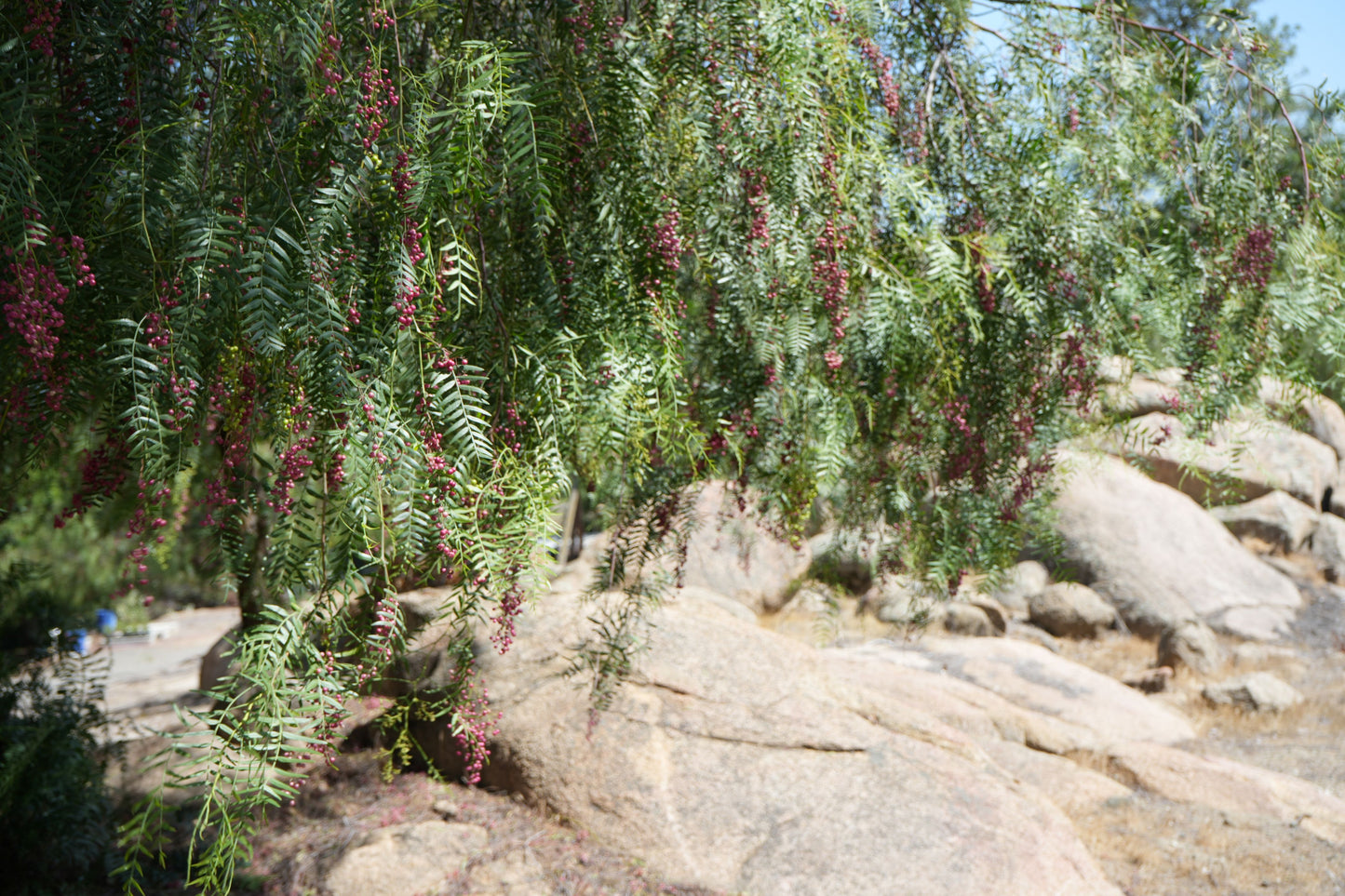 Schinus molle (Peruvian Pepper Tree): A Drought-Tolerant Shade Provider