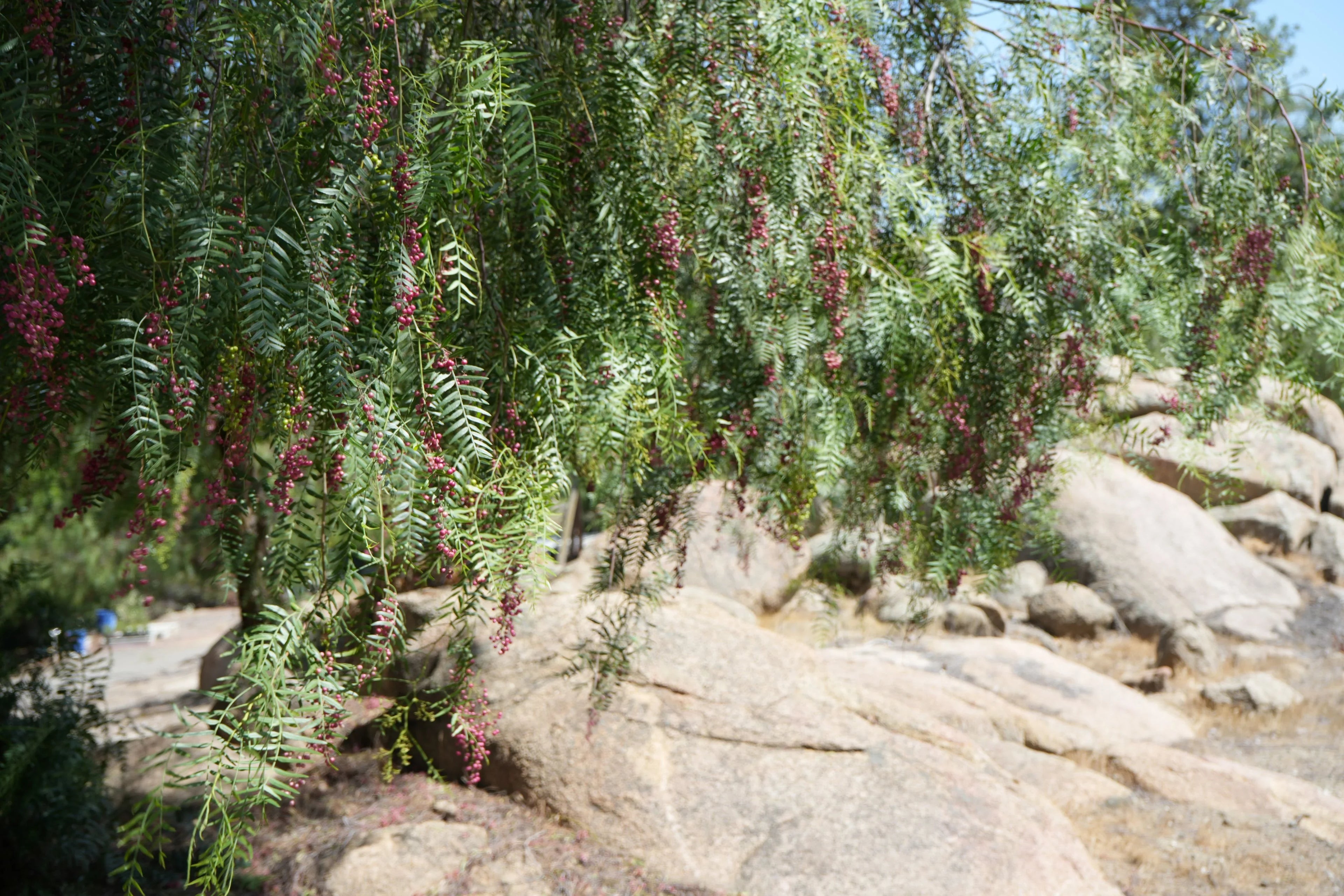 Peppercorn tree branches with pink berries and green leaves hanging over rocky landscape