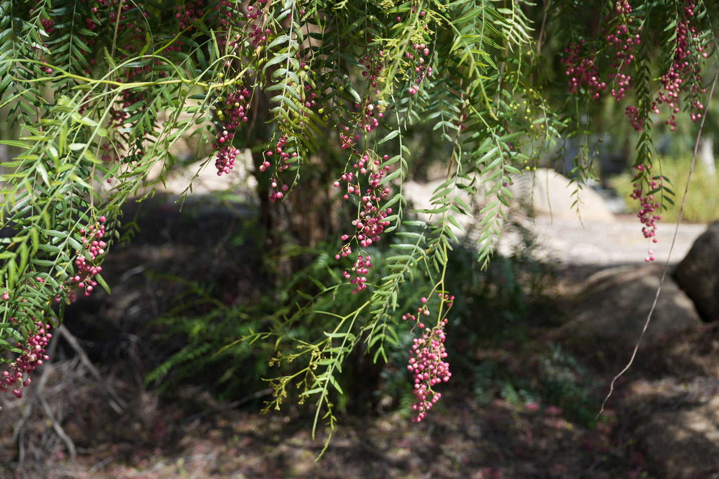 Schinus molle (Peruvian Pepper Tree): A Drought-Tolerant Shade Provider