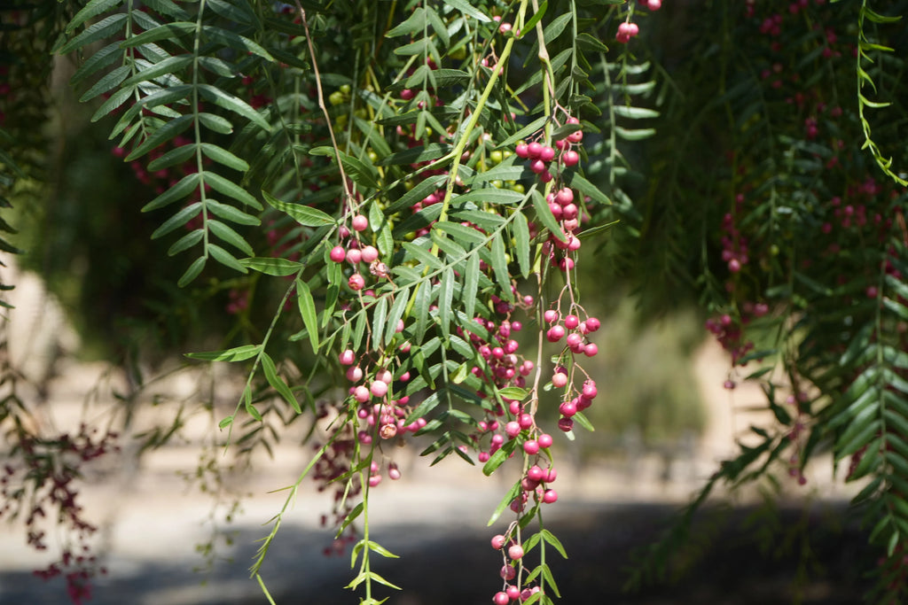 Pink peppercorn tree branches with clusters of pink berries and long green leaves outdoors
