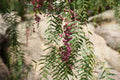Close-up of pink peppercorns on leafy branches with natural outdoor background