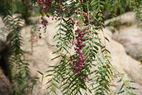 Close-up of pink peppercorns on leafy branches with natural outdoor background
