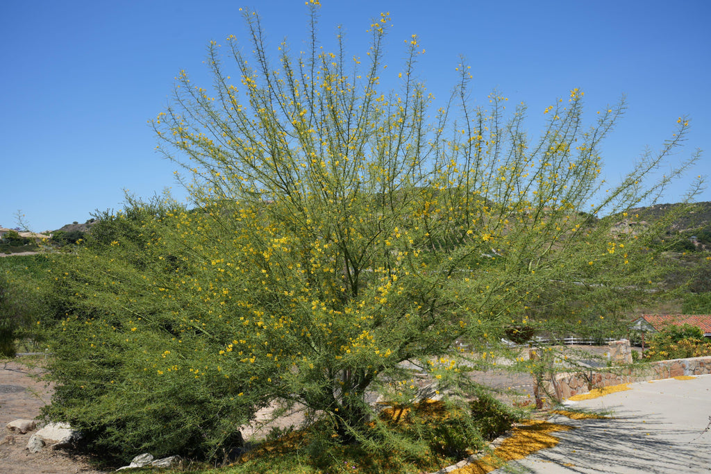 Blooming blue palo verde tree with yellow flowers in a sunny garden landscape