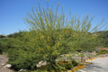 Blooming blue palo verde tree with yellow flowers in a sunny garden landscape