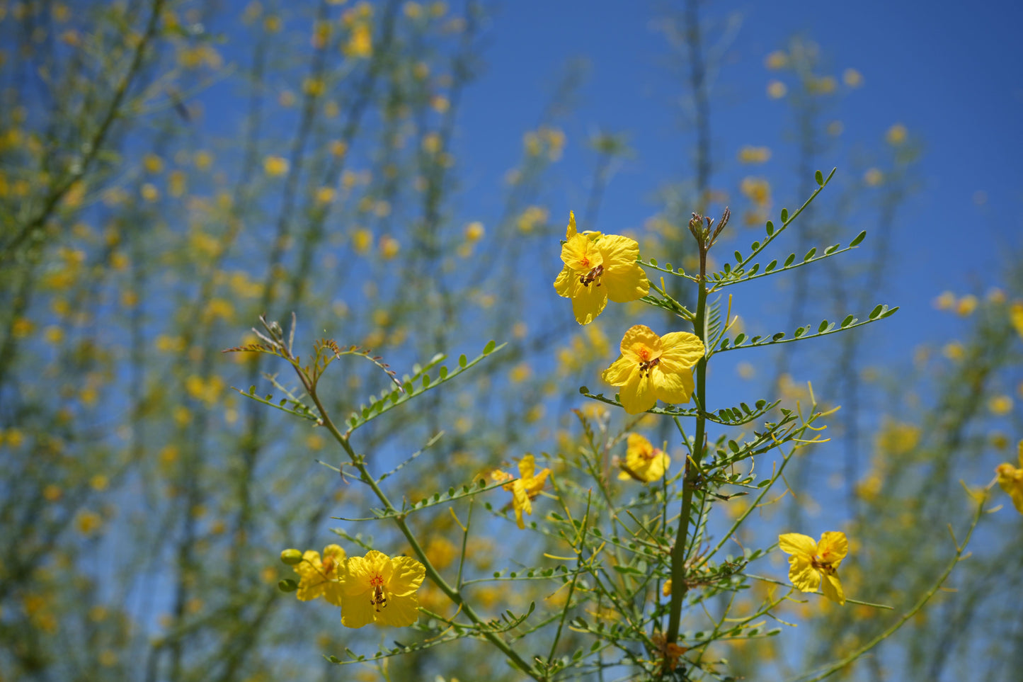 Blue Palo Verde: Desert Gold Thornless Palo Verde – Fast-Growing, Drought-Proof Shade