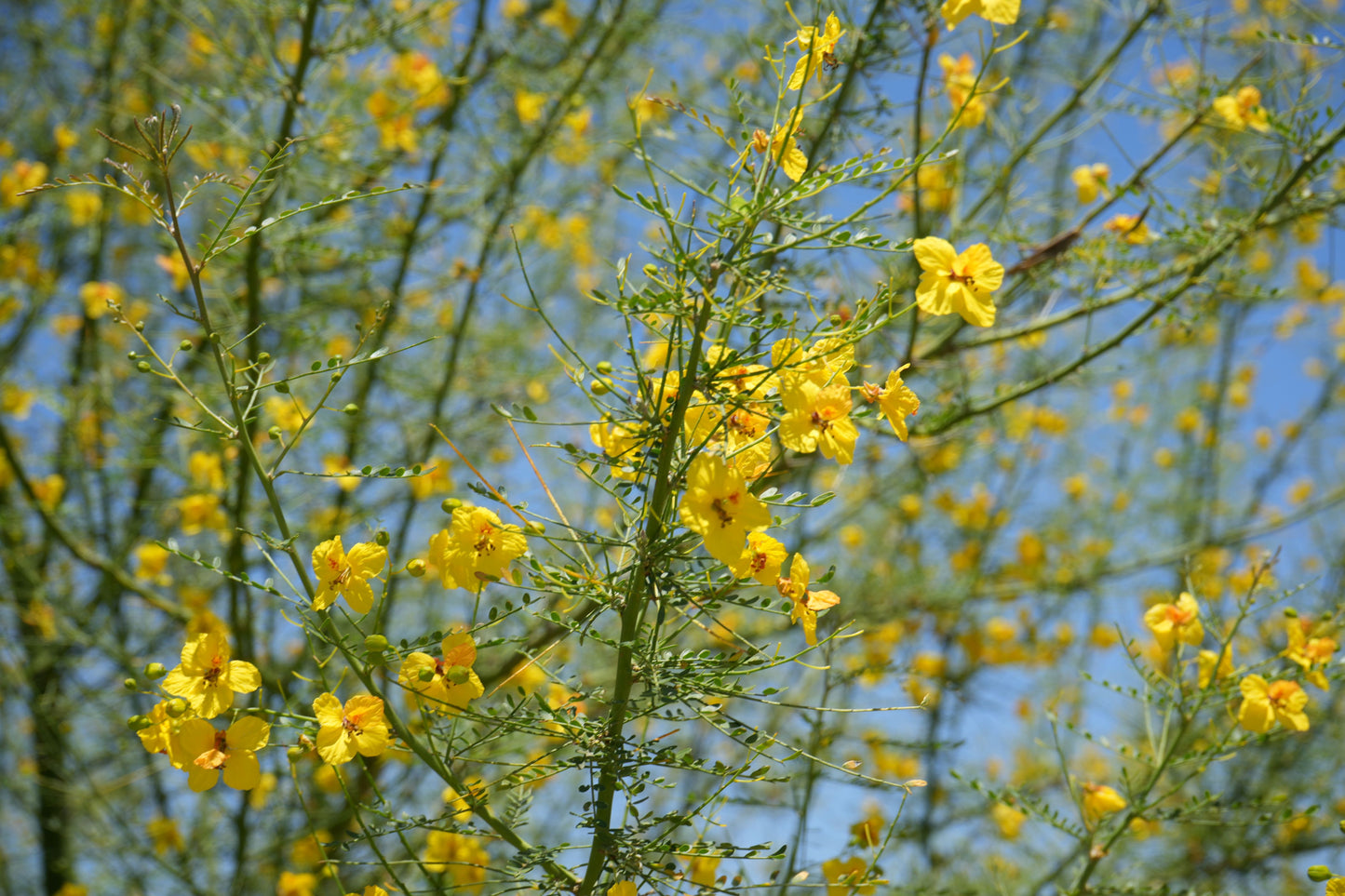 Blue Palo Verde: Desert Gold Thornless Palo Verde – Fast-Growing, Drought-Proof Shade