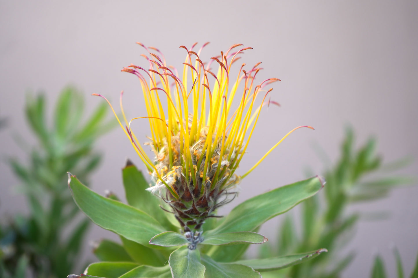 Leucospermum gueinzii: A Spiky Sensation, Lemon Yellow Pincushion Bush for Coastal Gardens