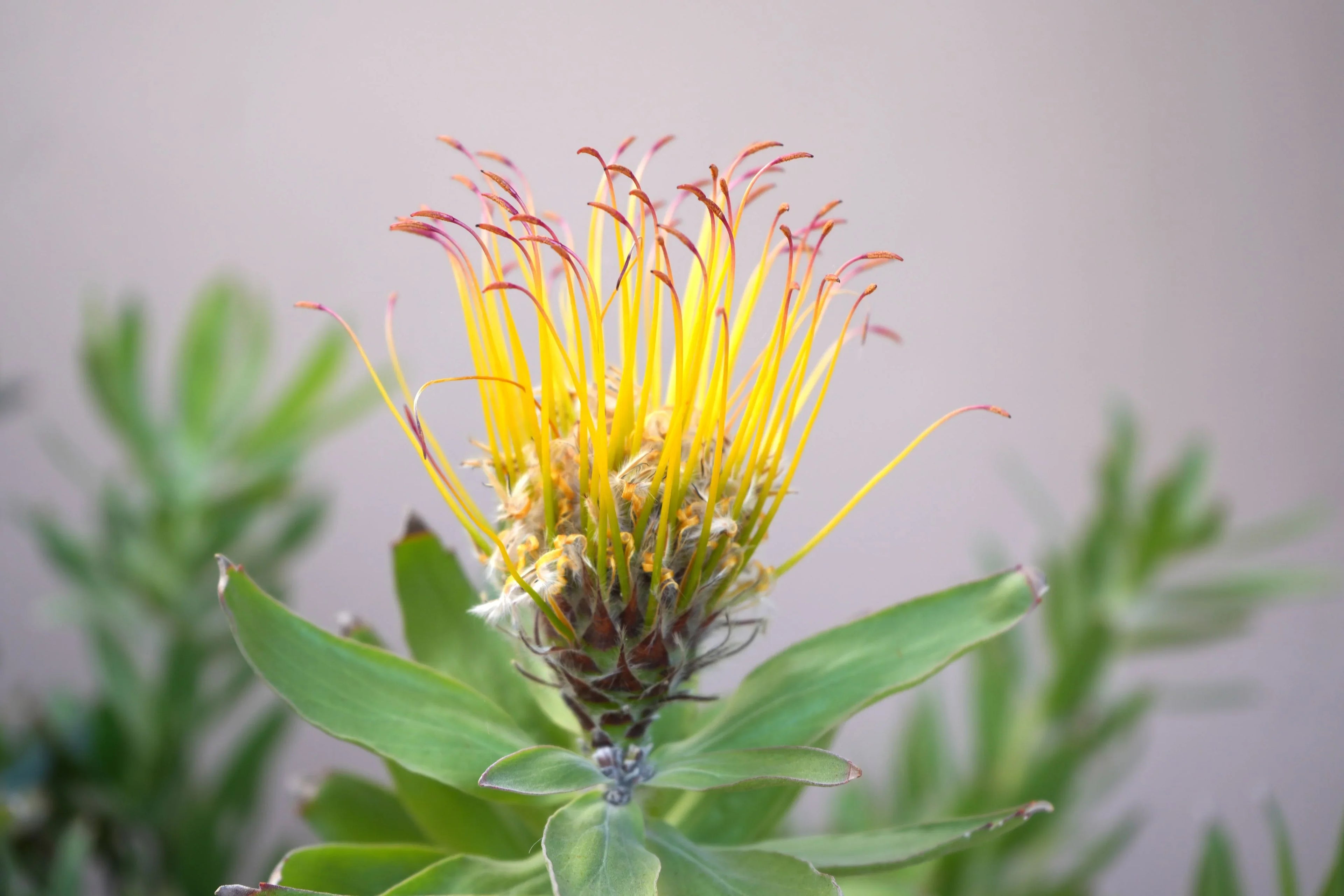 Leucospermum gueinzii flower with vibrant yellow-orange pincushion petals and green leaves