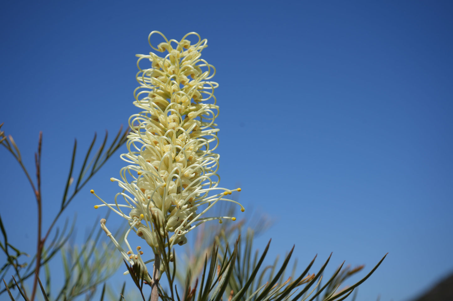 Grevillea 'Moonlight': A Silvery-White Spectacle