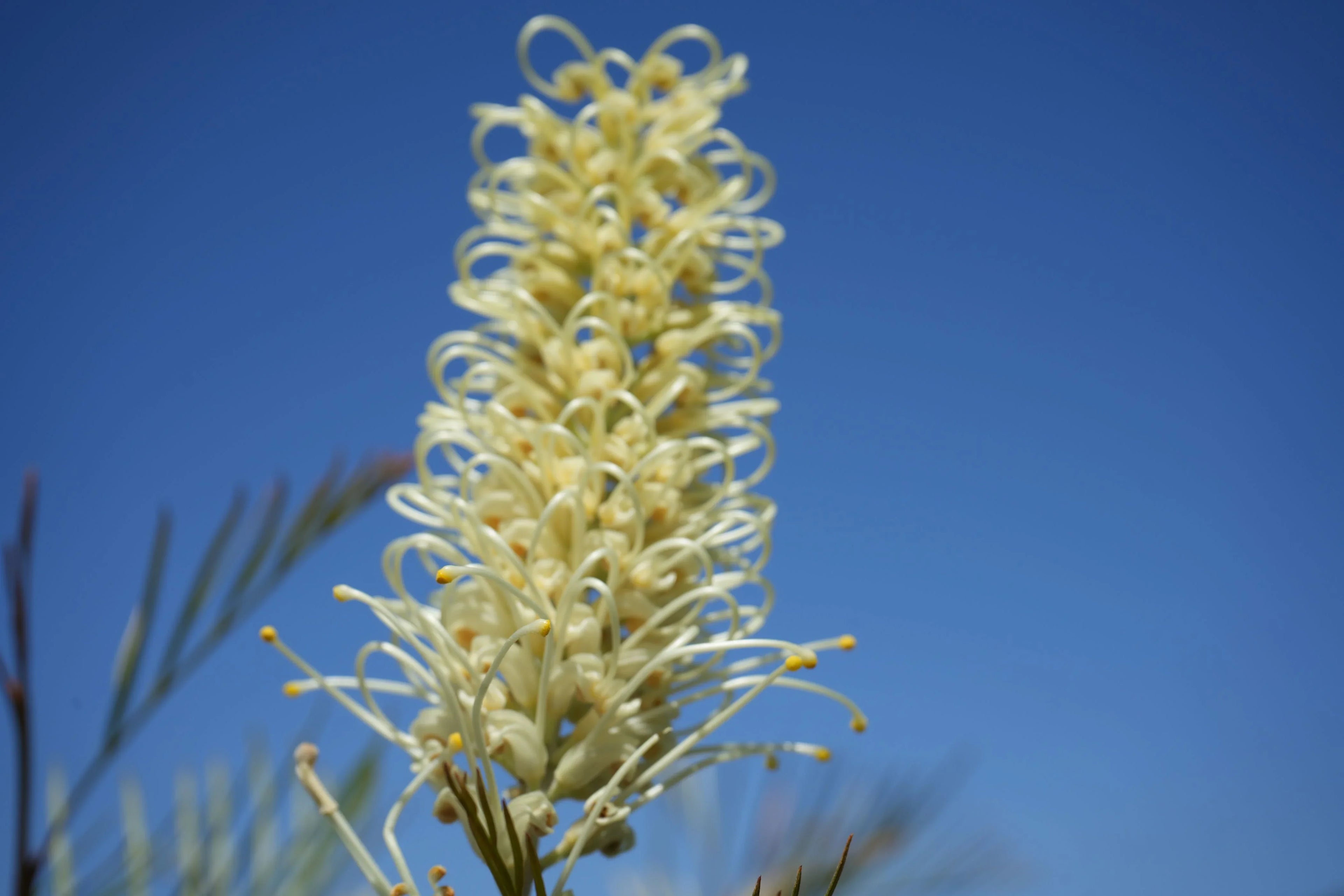 Grevillea Moonlight flower with creamy white blooms against a clear blue sky