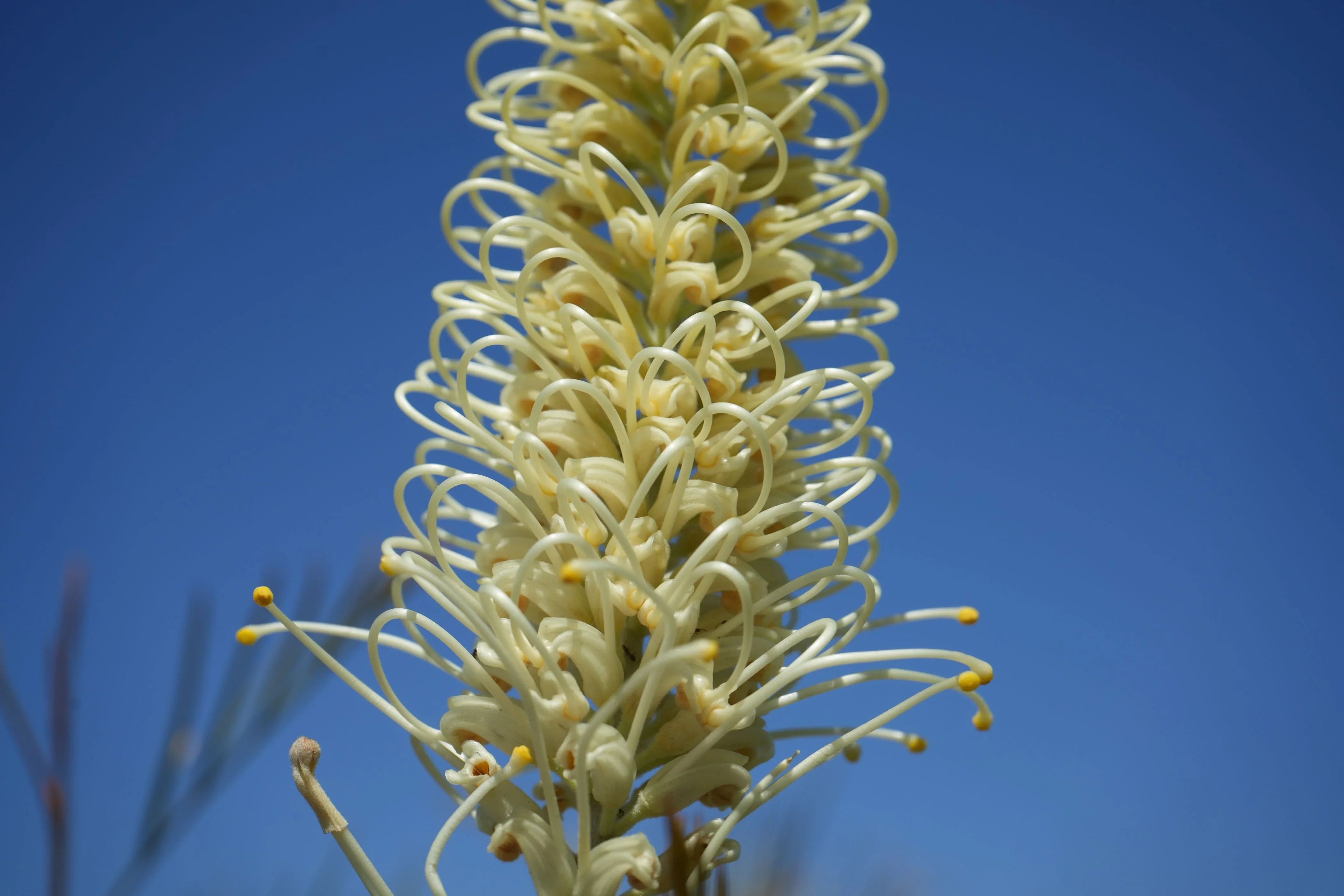 Close-up of Grevillea Moonlight flower bloom against clear blue sky