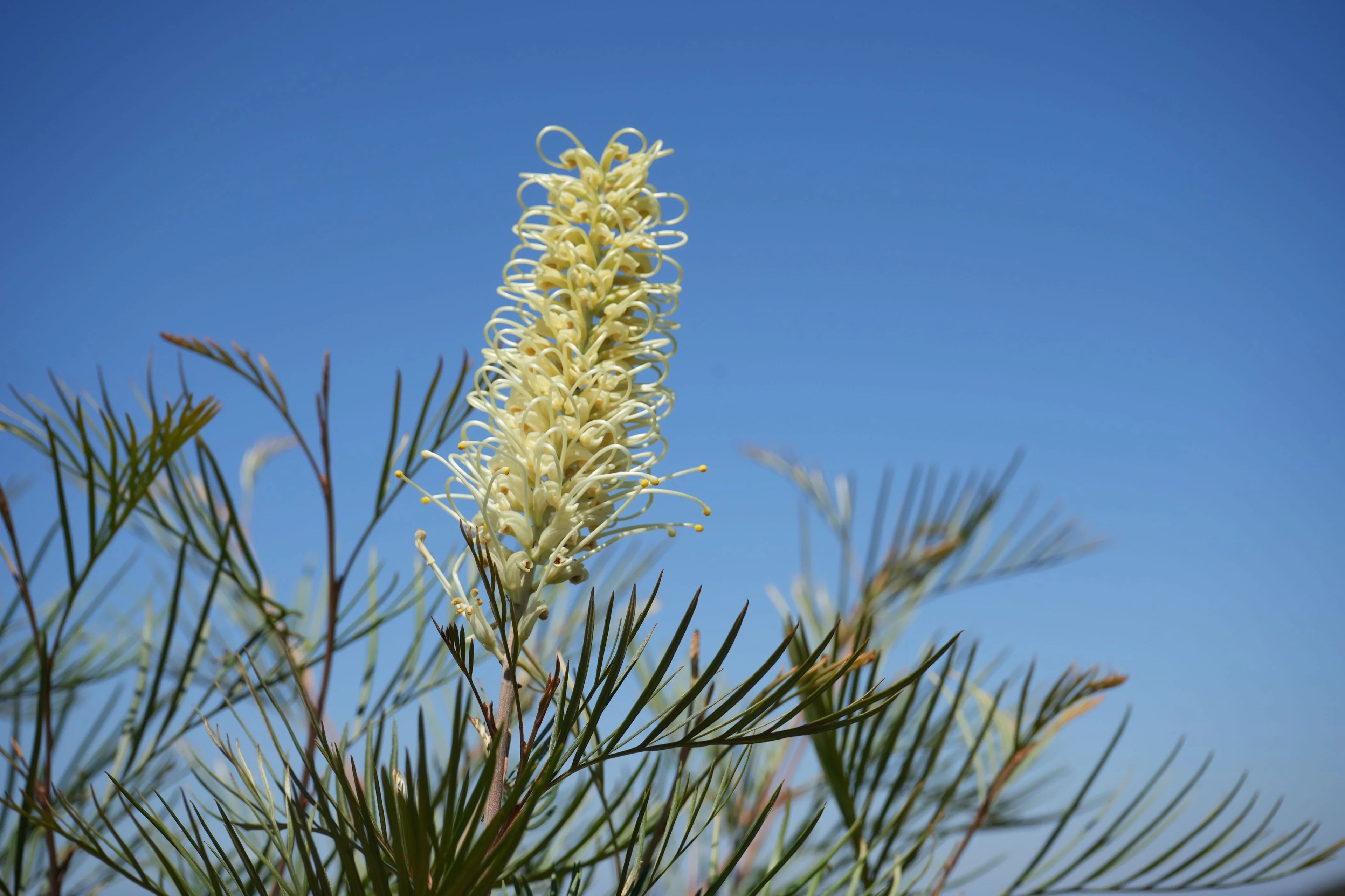 Grevillea Moonlight flower with pale yellow bloom and fern-like leaves against blue sky
