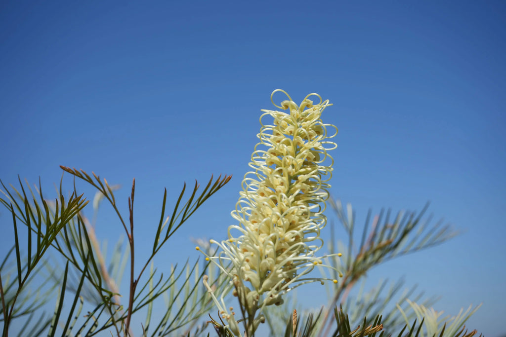 Grevillea Moonlight flower with creamy yellow bloom against clear blue sky