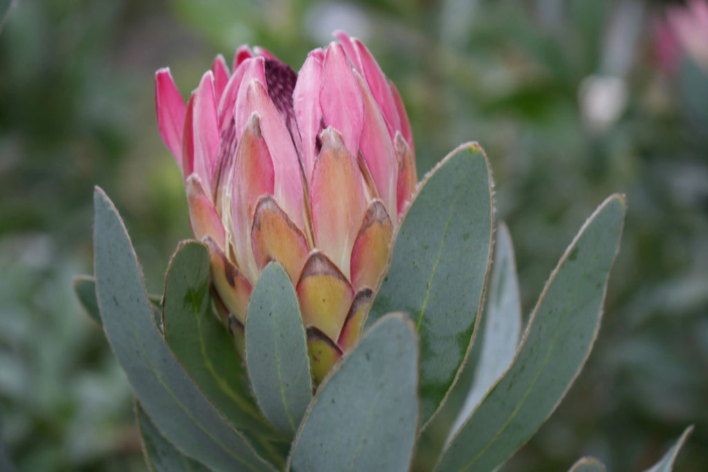 Close-up of pink Protea eximia flower with green foliage outdoors