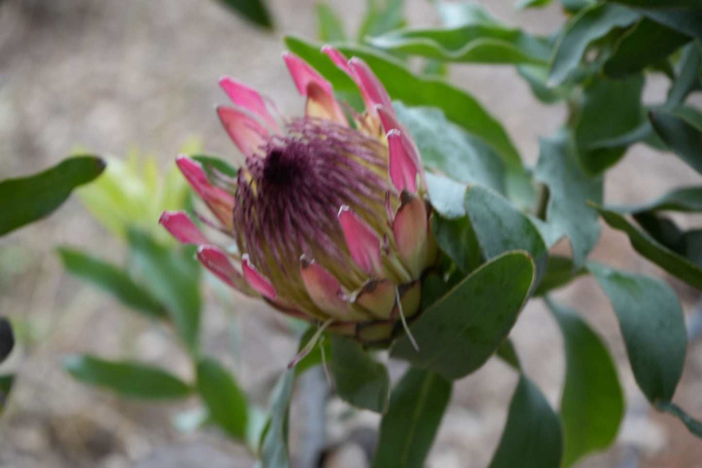Protea Eximia: A Majestic Emblem of South Africa, Showy Pink Cream Flowers