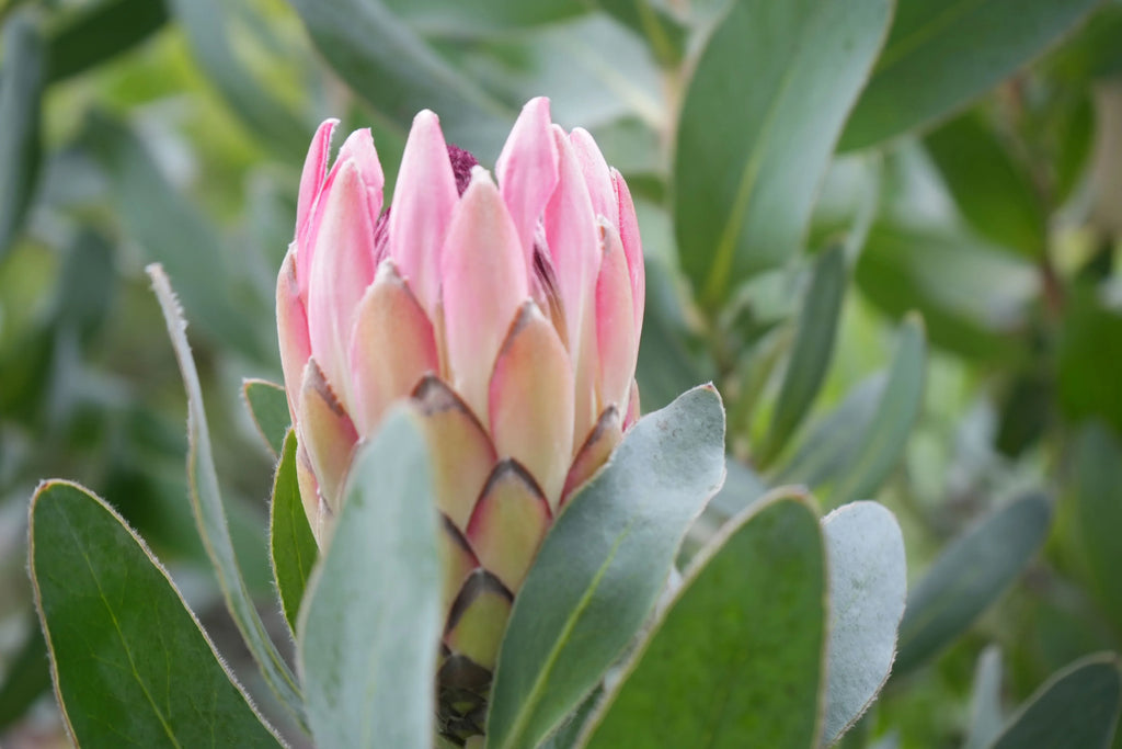 Pink Protea eximia flower bud surrounded by green leaves outdoors