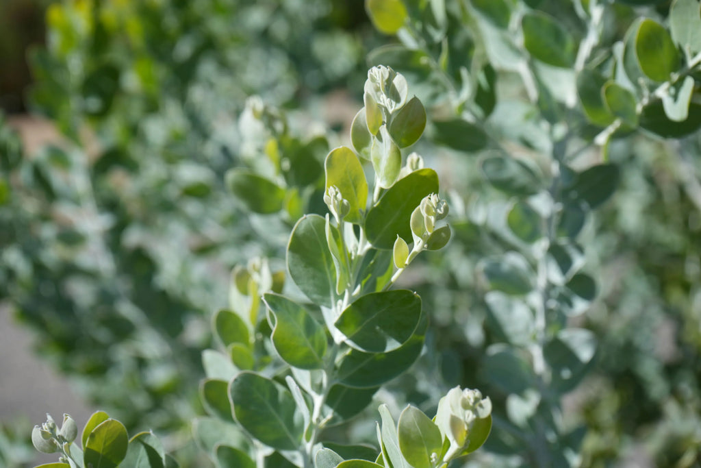 Close-up of Acacia podalyrifolia with silvery-green oval leaves outdoors.