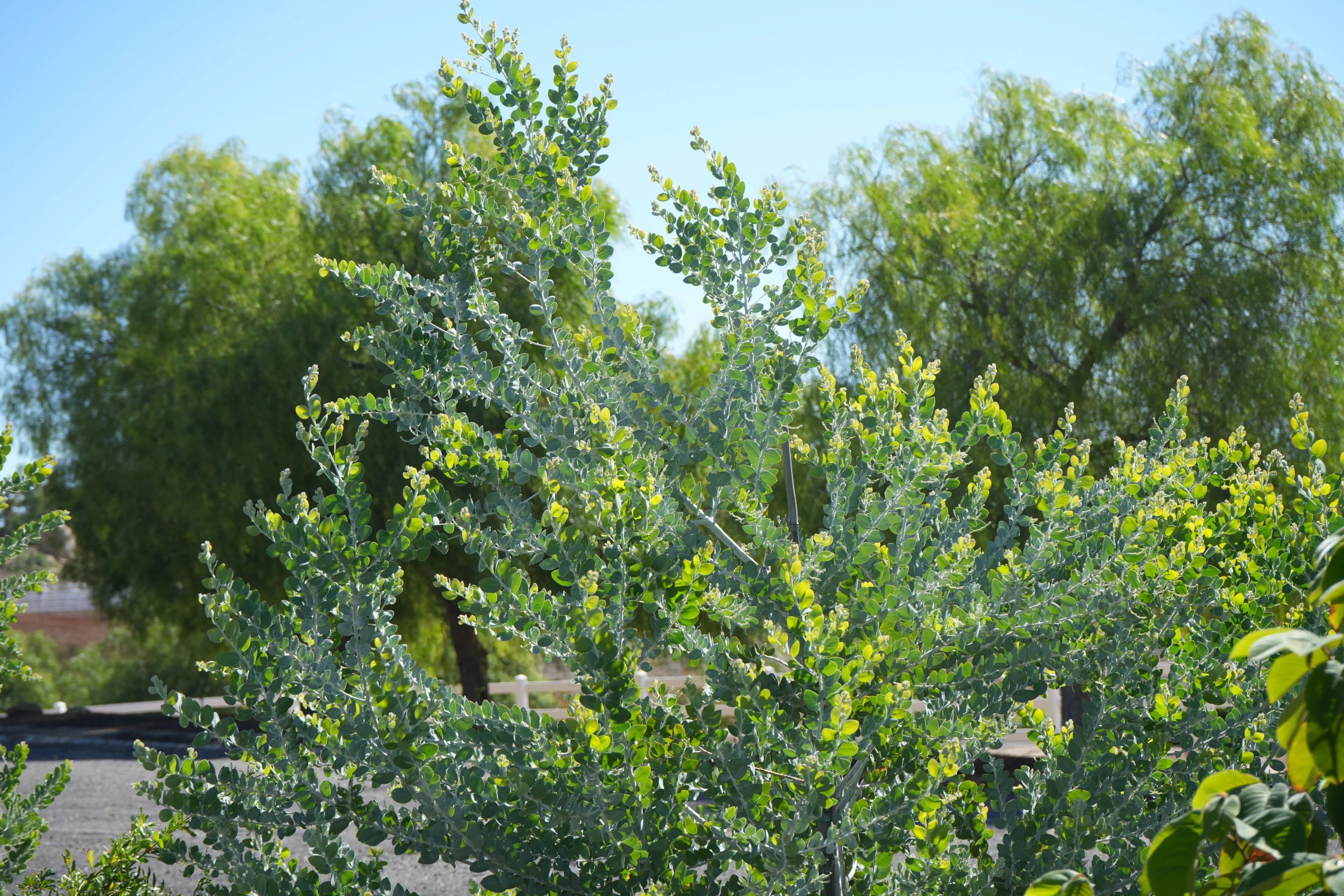 Acacia podalyriifolia shrub with silvery green leaves outdoors in sunlight