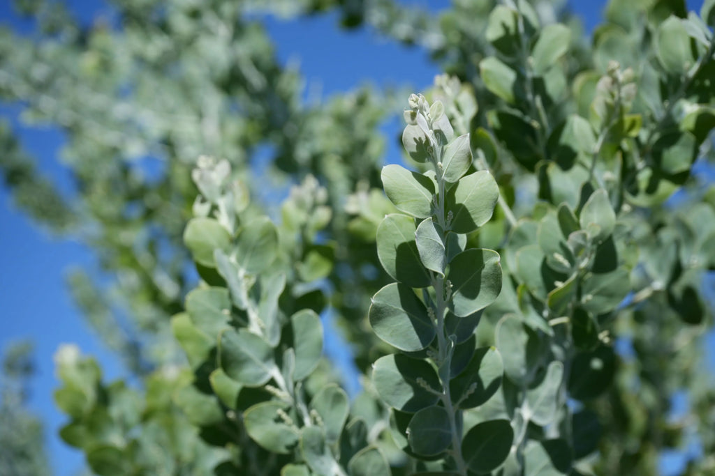 Close-up of Acacia podalyrifolia foliage with silvery green leaves against a blue sky