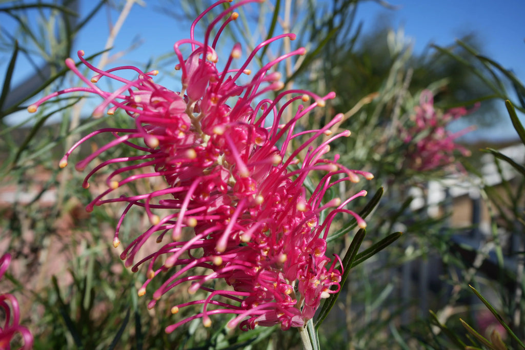 Close-up of Grevillea Sylvia pink flower with slender leaves in natural outdoor light