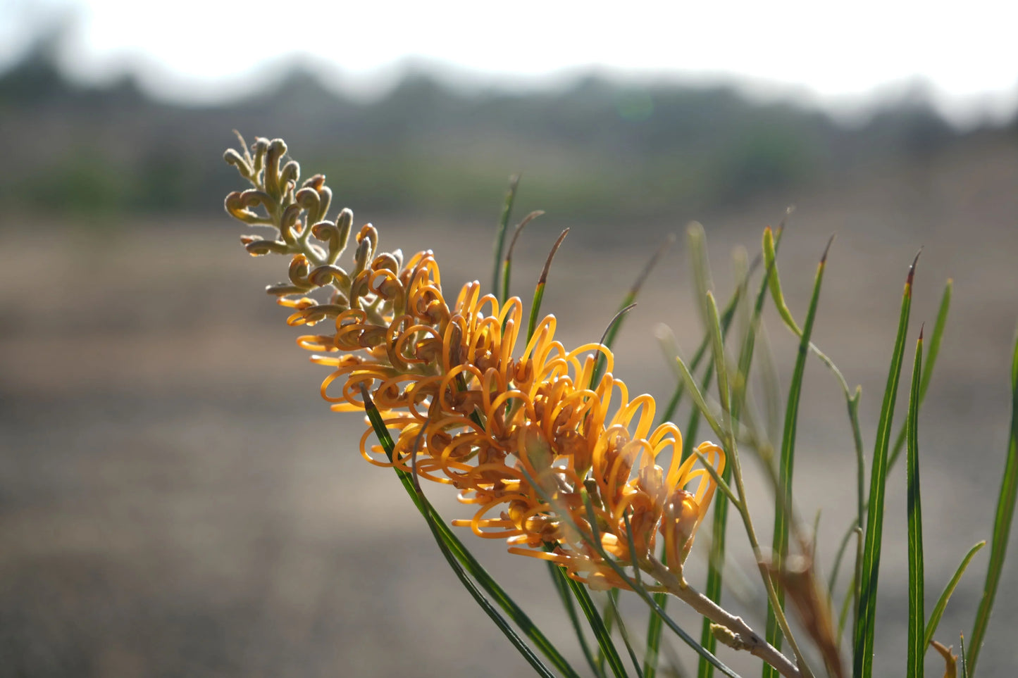 Grevillea Honey Gem orange-yellow flower cluster with slender green leaves outdoors