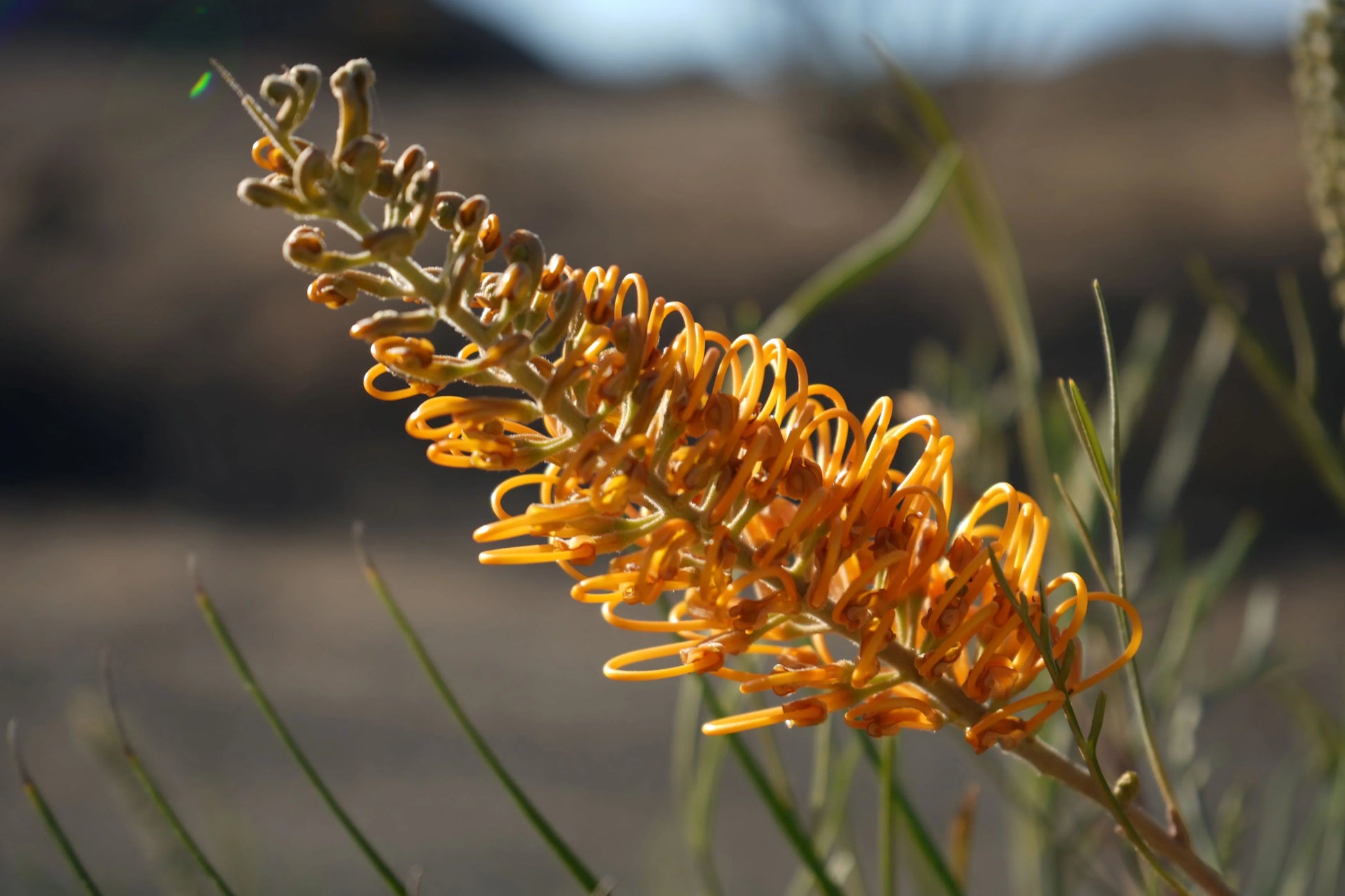 Close-up of Grevillea Honey Gem orange flower with slender green leaves outdoors