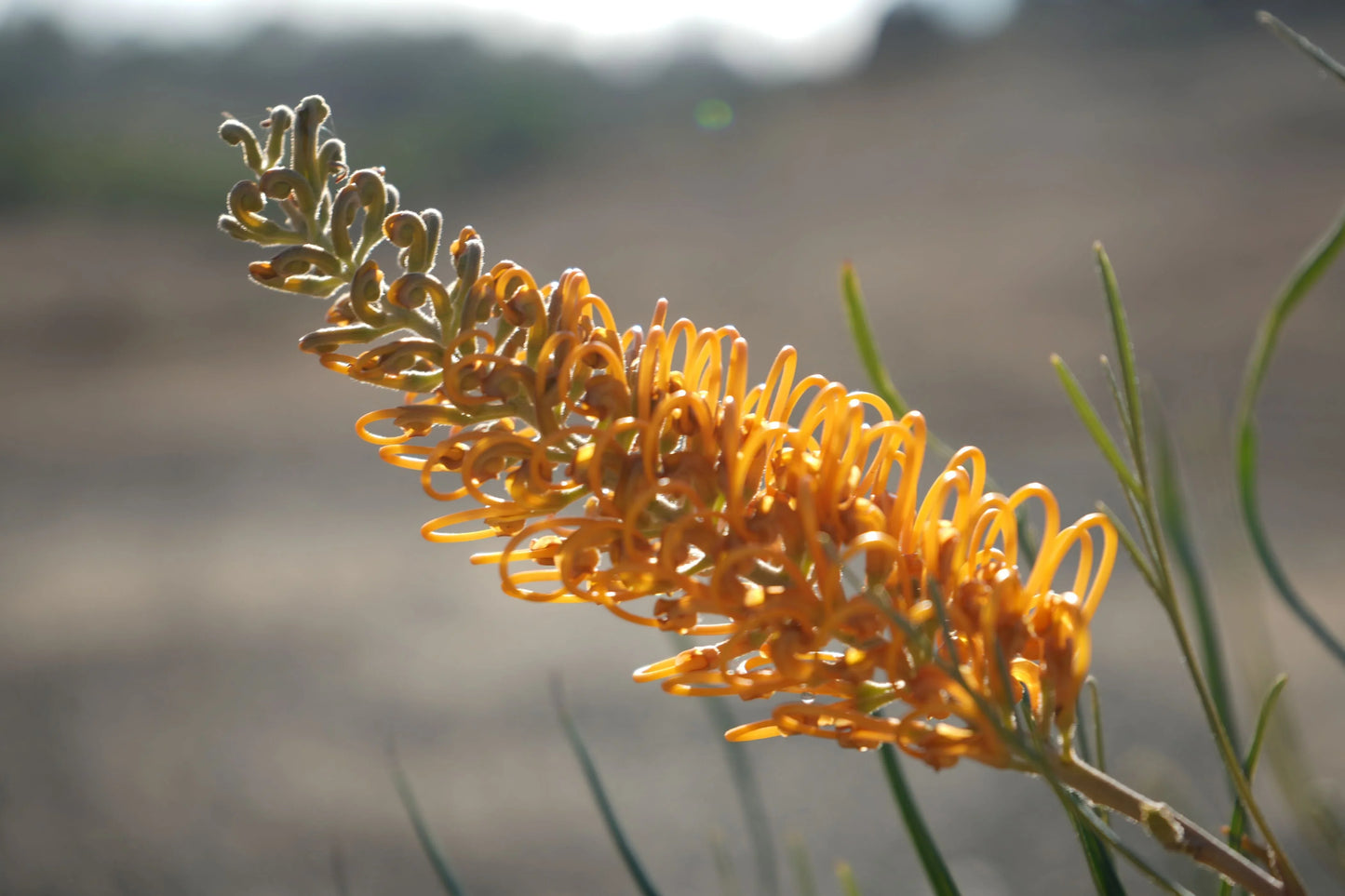 Close-up of Grevillea Honey Gem flower with orange-yellow curled petals outdoors