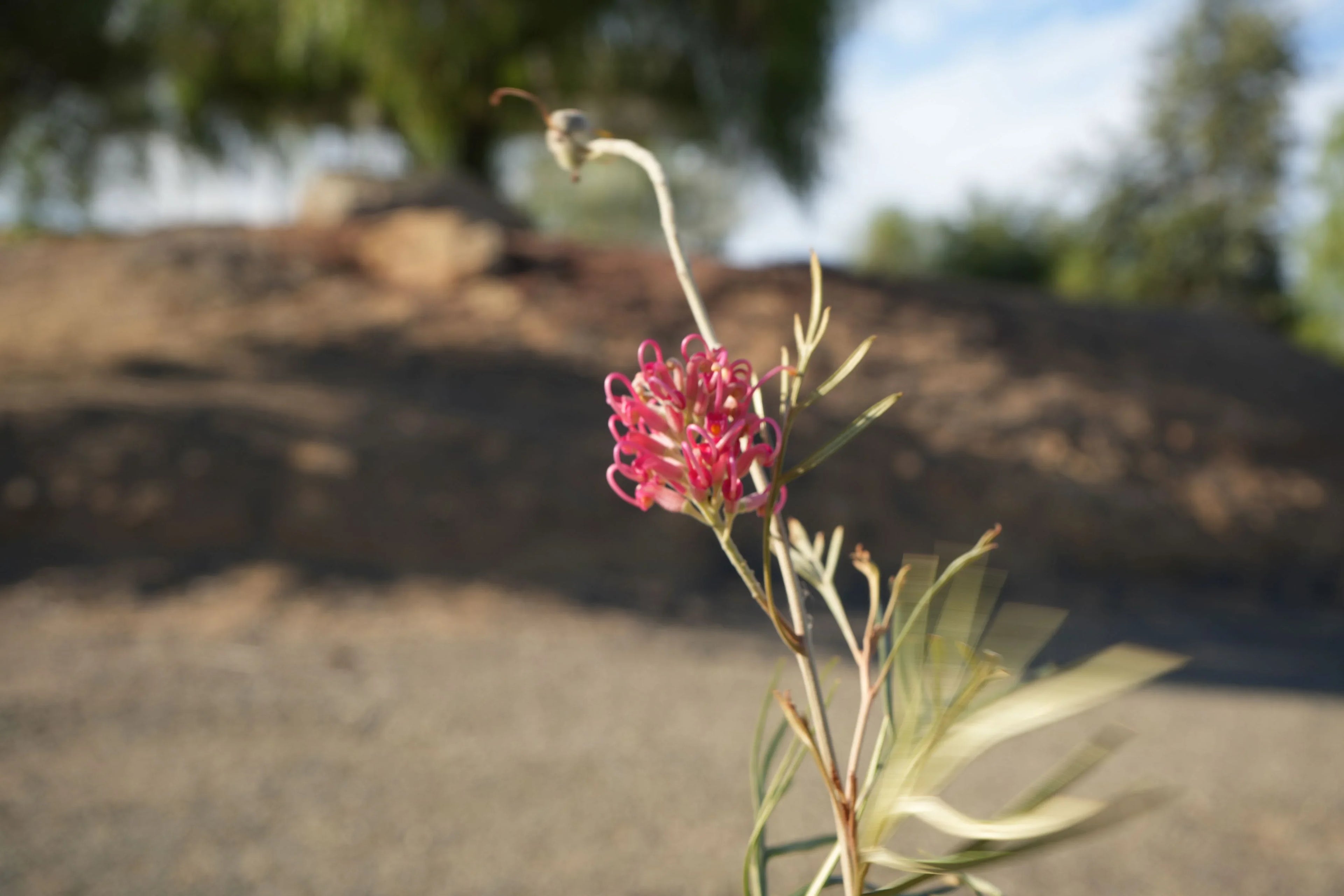 Pink Grevillea Sylvia flower with slender green leaves outdoors