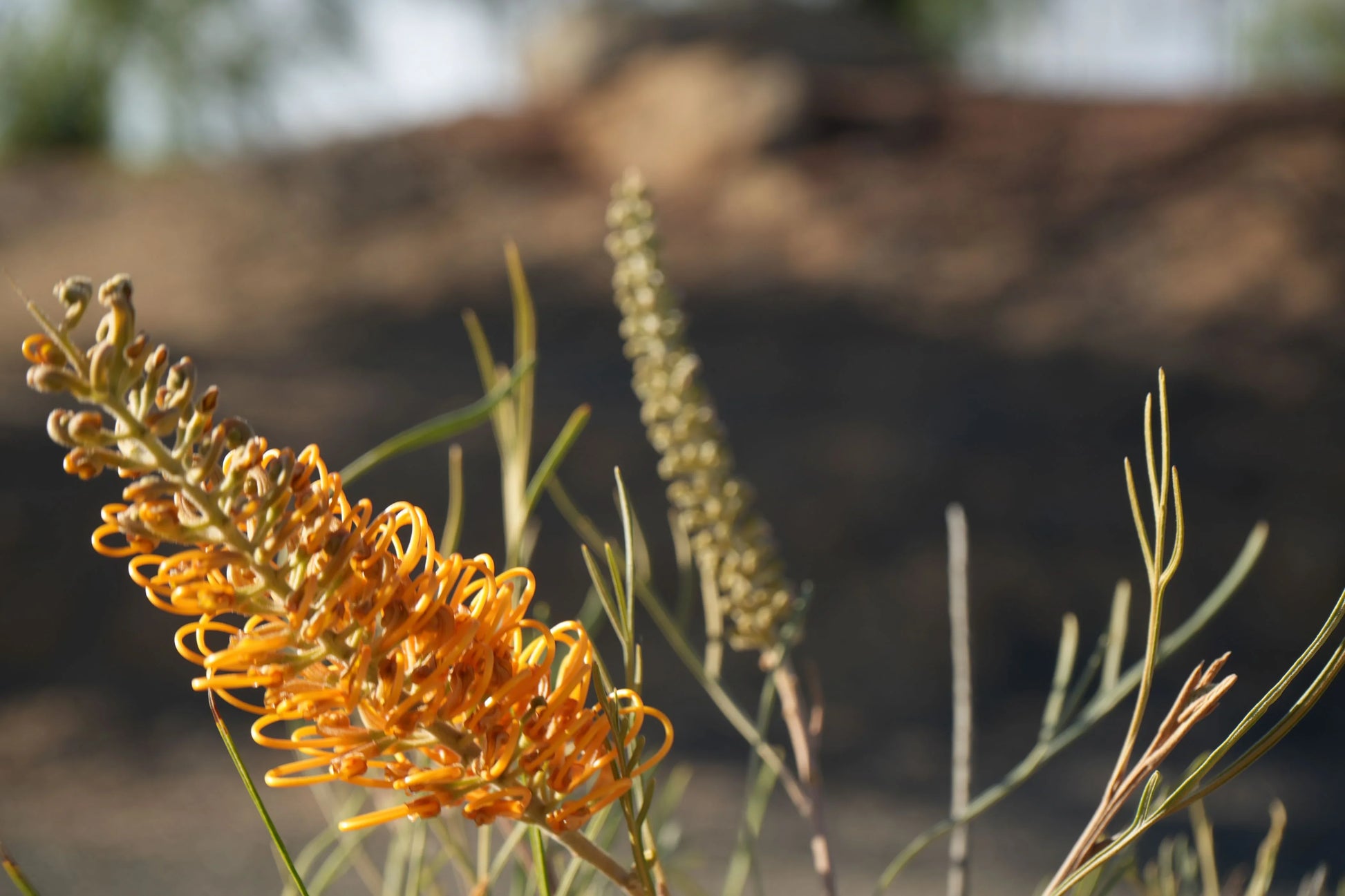 Close-up of Grevillea Honey Gem flower with bright orange-yellow blooms outdoors
