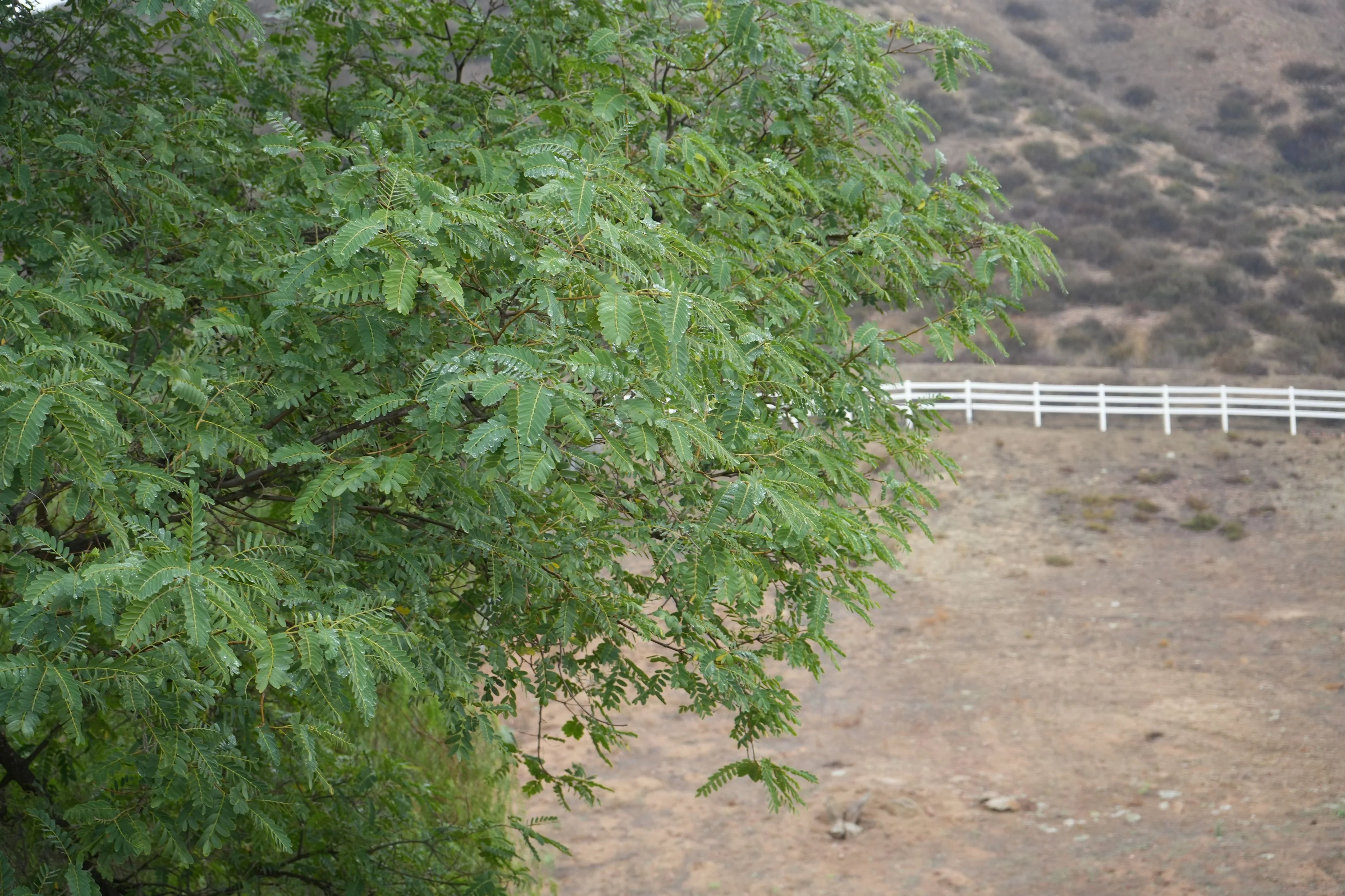 Argentine mesquite tree with green foliage in arid landscape near white fence