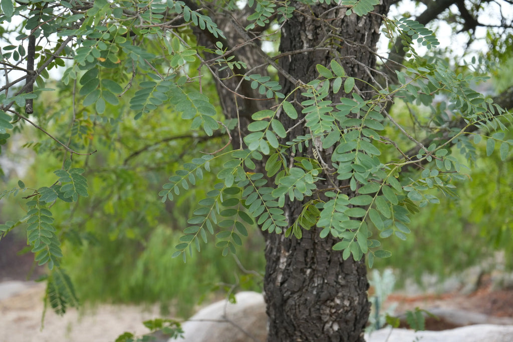 Argentine mesquite tree with textured bark and pinnate green leaves in outdoor setting