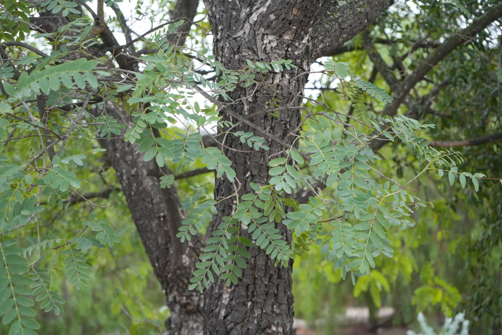 Argentine Mesquite tree with textured bark and green compound leaves outdoors