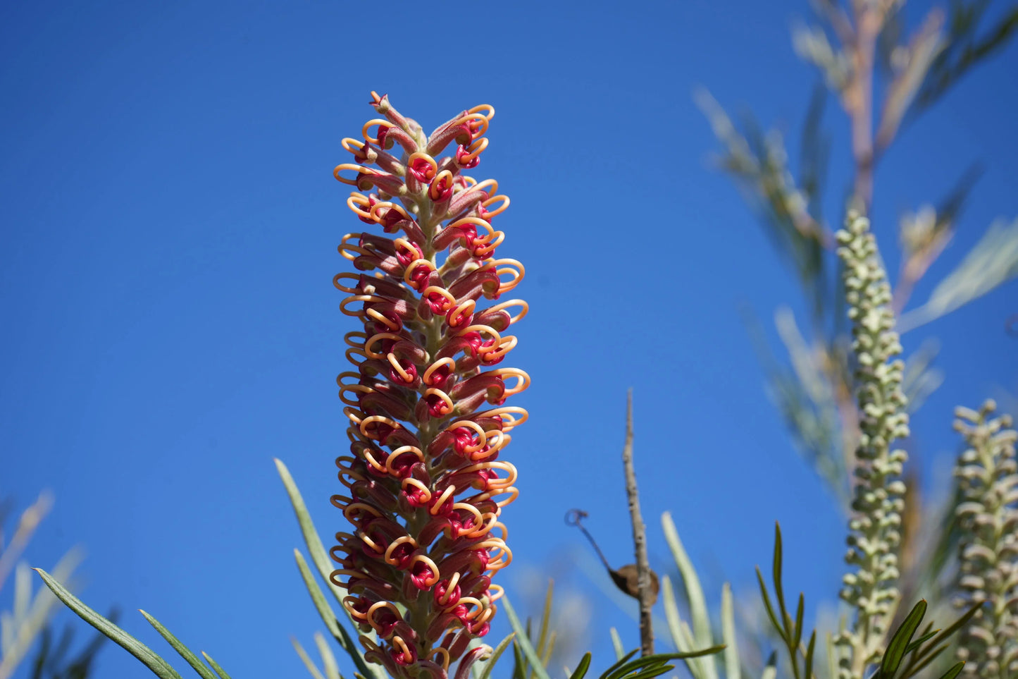 Close-up of red and yellow Grevillea Majestic flower spike against clear blue sky