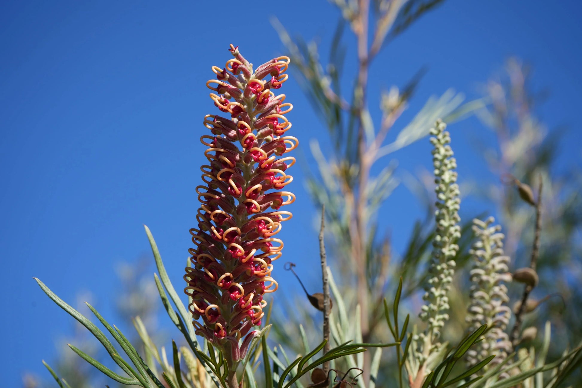 Close-up of vibrant Grevillea Majestic red and orange flower on stalk with green leaves against clear blue sky